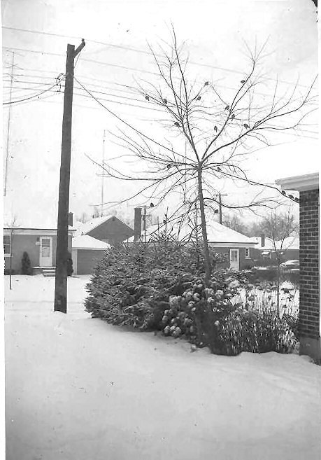 1958_January_driveway between 268 and 264 Caddy.jpg